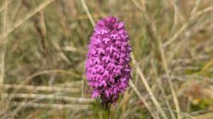 Attēlu rezultāti vaicājumam “Anthyllis maritima flower”