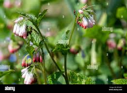 Attēlu rezultāti vaicājumam “Symphytum grandiflorum flower”