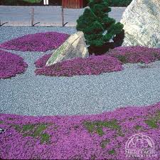 Image result for Thymus serpyllum