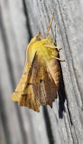 Attēlu rezultāti vaicājumam “Ennomos alniaria”