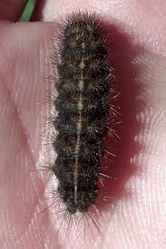 Attēlu rezultāti vaicājumam “Diacrisia sannio”