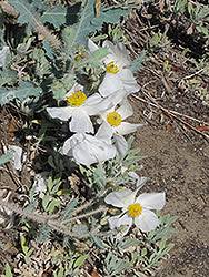 Image result for Romneya coulteri