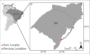 Image result for Centropomus undecimalis