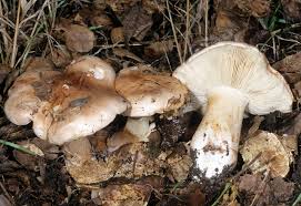 Attēlu rezultāti vaicājumam “Tricholoma sp.”