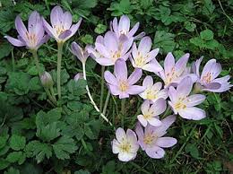Attēlu rezultāti vaicājumam “Colchicaceae”