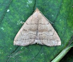 Attēlu rezultāti vaicājumam “Herminia tarsicrinalis”