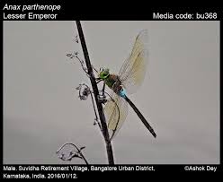 Attēlu rezultāti vaicājumam “Anax parthenope”