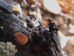 Attēlu rezultāti vaicājumam “Stemonitopsis typhina var. similis”