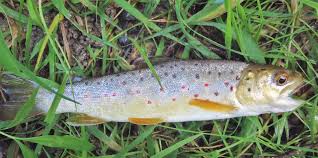 Image result for Salmo ezenami