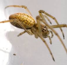 Attēlu rezultāti vaicājumam “Tetragnathidae”