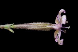 Attēlu rezultāti vaicājumam “Silene wolgensis”