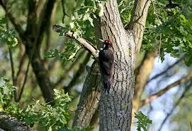 Attēlu rezultāti vaicājumam “Dryocopus martius nest”