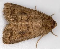 Attēlu rezultāti vaicājumam “Caradrina morpheus”