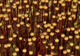 Attēlu rezultāti vaicājumam “Polytrichum commune var. perigoniale”