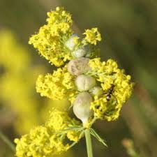 Attēlu rezultāti vaicājumam “Geocrypta galii”