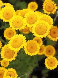 Image result for Färberkamille