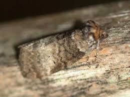 Attēlu rezultāti vaicājumam “Tetheella fluctuosa”