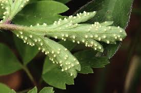 Attēlu rezultāti vaicājumam “Ochropsora ariae”