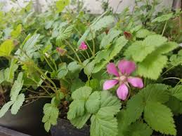 Attēlu rezultāti vaicājumam “Rubus arcticus flower”