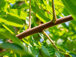 Attēlu rezultāti vaicājumam “Rhus typhina leaf”