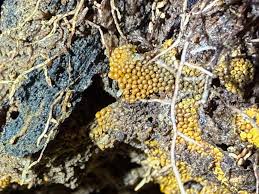 Attēlu rezultāti vaicājumam “Arcyria helvetica macro”