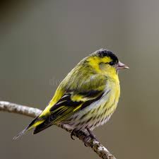 Attēlu rezultāti vaicājumam “Carduelis spinus male”