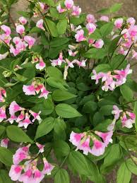 Attēlu rezultāti vaicājumam “Lathyrus vernus”