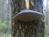 Attēlu rezultāti vaicājumam “Phellinus populicola”