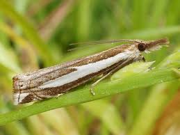 Attēlu rezultāti vaicājumam “Crambus hamella”
