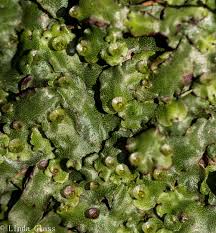 Attēlu rezultāti vaicājumam “Platyhypnidium riparioides”