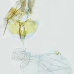 Attēlu rezultāti vaicājumam “Celypha siderana”