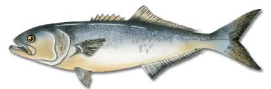 Image result for Pomatomus saltatrix