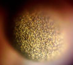 Attēlu rezultāti vaicājumam “Physarum bryomacrocarpum sessile”