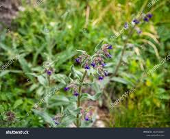 Attēlu rezultāti vaicājumam “Pulmonaria angustifolia leaf”