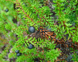 Attēlu rezultāti vaicājumam “Empetrum nigrum leaf”