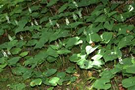 Attēlu rezultāti vaicājumam “Maianthemum bifolium leaf”