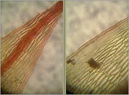 Attēlu rezultāti vaicājumam “Bryum rubens”