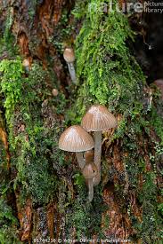 Attēlu rezultāti vaicājumam “Mycena stipata”