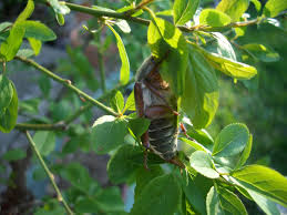 Attēlu rezultāti vaicājumam “Melolontha melolontha”