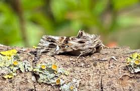 Attēlu rezultāti vaicājumam “Calophasia lunula”