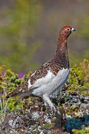 Image result for Lagopus lagopus