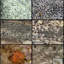 Attēlu rezultāti vaicājumam “Sclerophora coniophaea”
