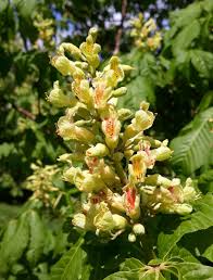 Attēlu rezultāti vaicājumam “Aesculus x hybrida”