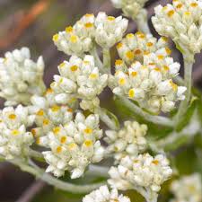 Attēlu rezultāti vaicājumam “Oenothera rubricauli bud”