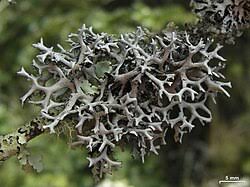 Attēlu rezultāti vaicājumam “Hypotrachyna sp.”