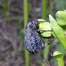 Image result for Brachycerus undatus