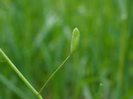 Attēlu rezultāti vaicājumam “Draba nemorosa fruit”