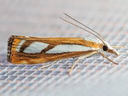 Attēlu rezultāti vaicājumam “Catoptria permutatellus”