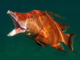 Image result for Lachnolaimus maximus