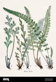 Attēlu rezultāti vaicājumam “Asplenium ruta-muraria”